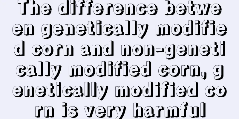 The difference between genetically modified corn and non-genetically modified corn, genetically modified corn is very harmful