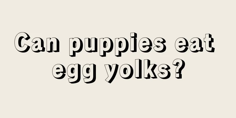 Can puppies eat egg yolks?