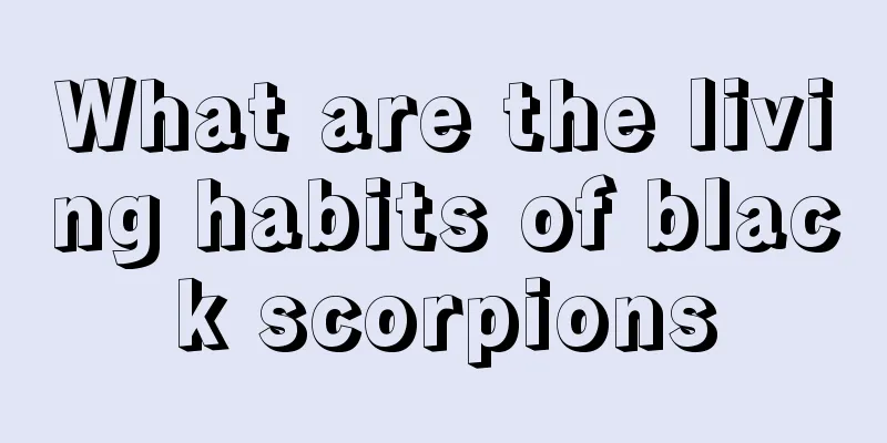 What are the living habits of black scorpions