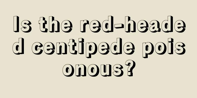 Is the red-headed centipede poisonous?