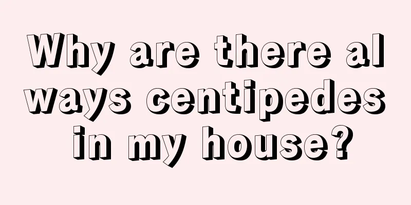 Why are there always centipedes in my house?