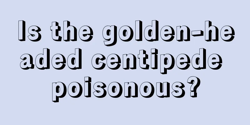 Is the golden-headed centipede poisonous?