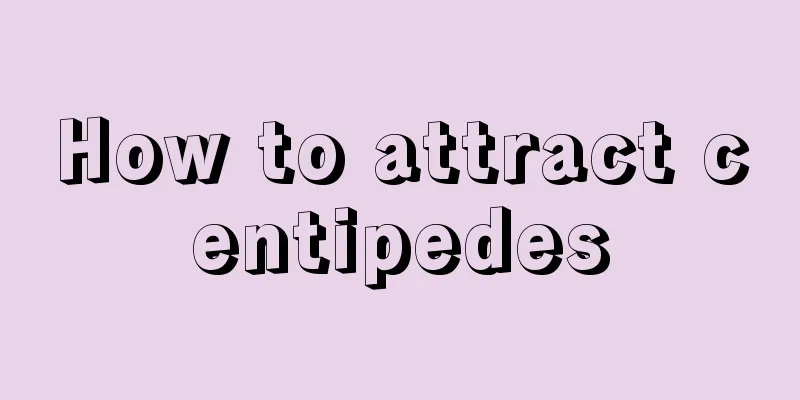 How to attract centipedes