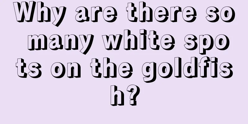 Why are there so many white spots on the goldfish?