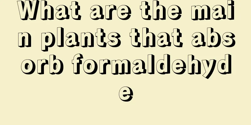 What are the main plants that absorb formaldehyde