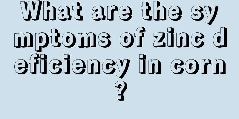 What are the symptoms of zinc deficiency in corn?