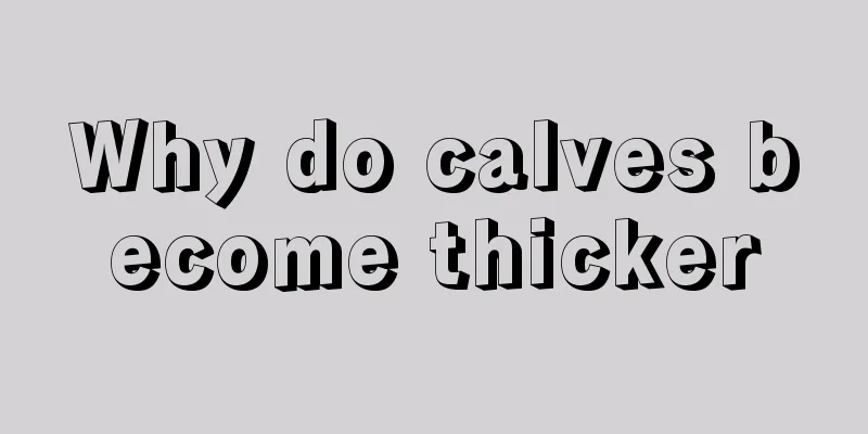 Why do calves become thicker