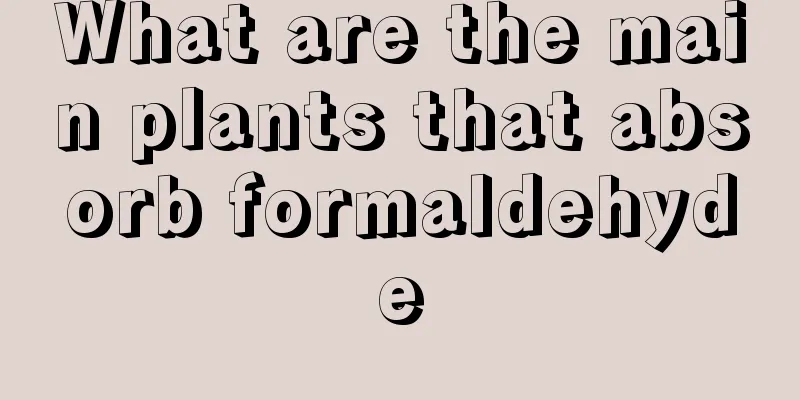 What are the main plants that absorb formaldehyde