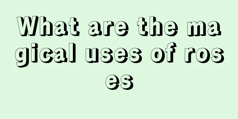 What are the magical uses of roses
