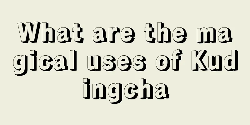 What are the magical uses of Kudingcha