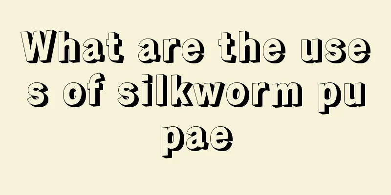 What are the uses of silkworm pupae