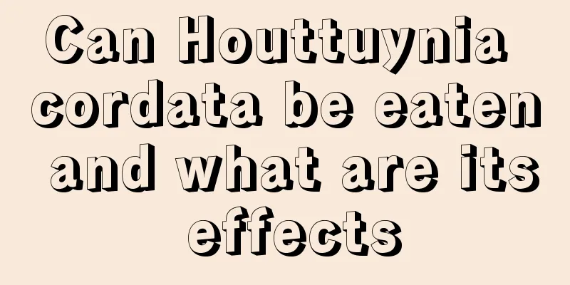 Can Houttuynia cordata be eaten and what are its effects