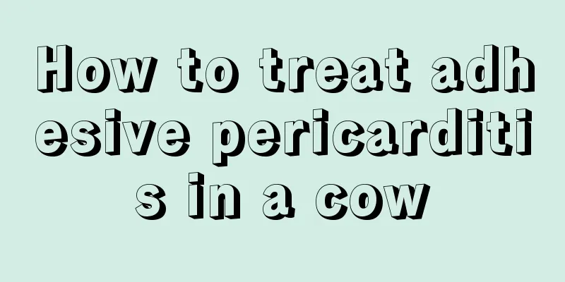How to treat adhesive pericarditis in a cow