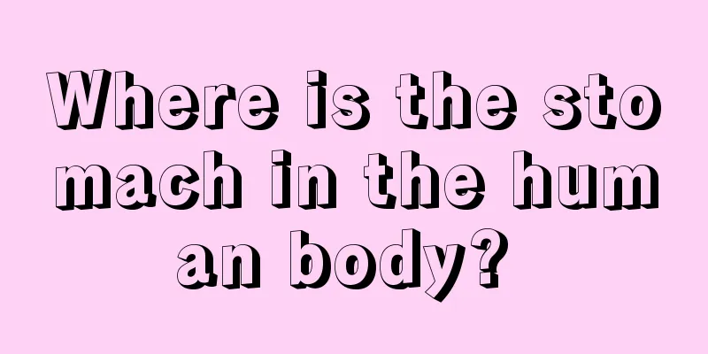 Where is the stomach in the human body? 