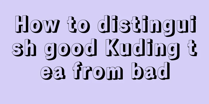 How to distinguish good Kuding tea from bad