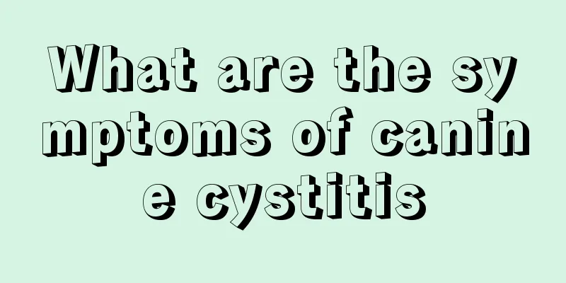 What are the symptoms of canine cystitis