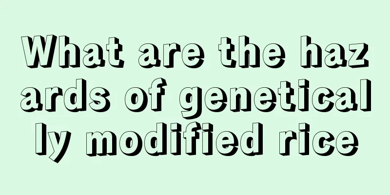 What are the hazards of genetically modified rice