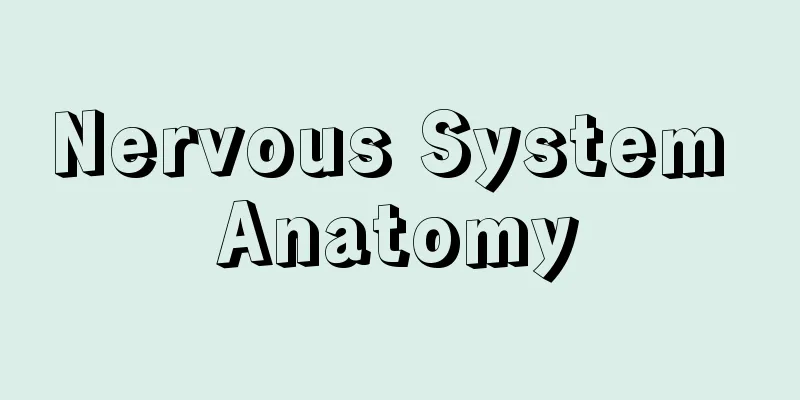 Nervous System Anatomy
