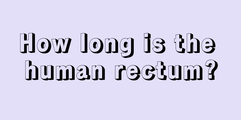 How long is the human rectum?