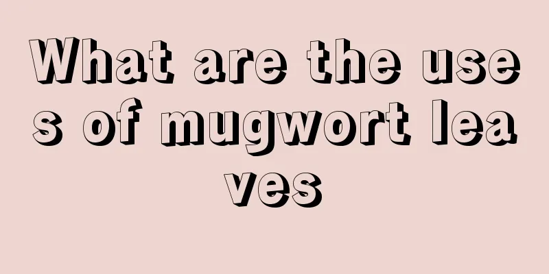 What are the uses of mugwort leaves