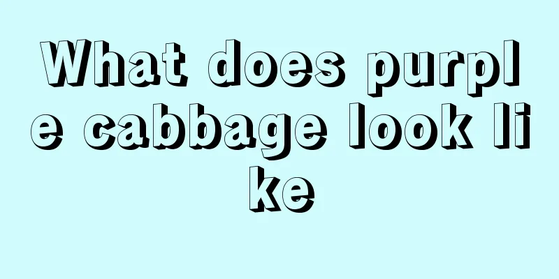 What does purple cabbage look like