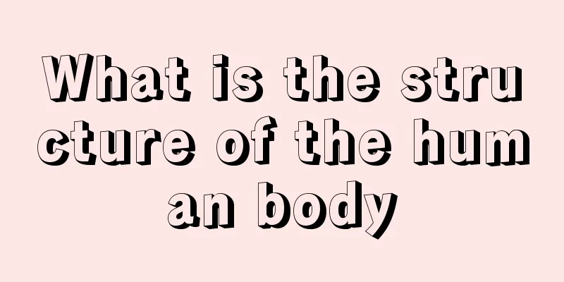 What is the structure of the human body