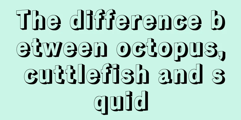 The difference between octopus, cuttlefish and squid