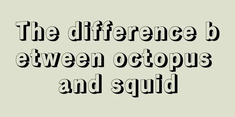 The difference between octopus and squid
