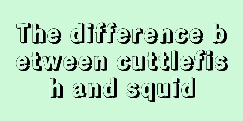 The difference between cuttlefish and squid