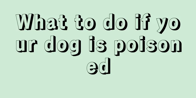 What to do if your dog is poisoned