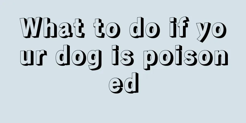 What to do if your dog is poisoned