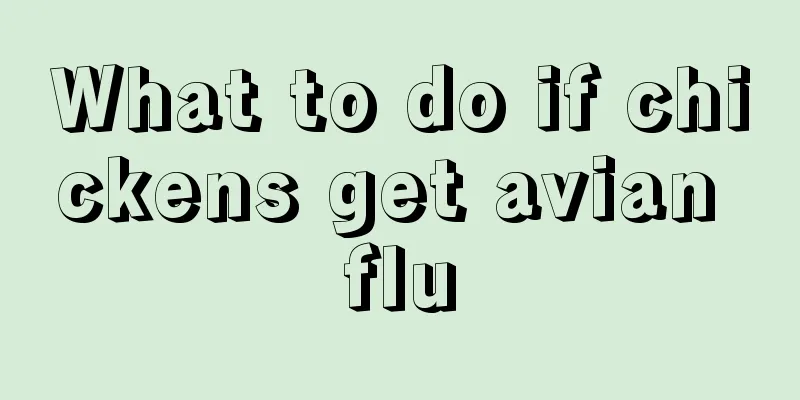 What to do if chickens get avian flu