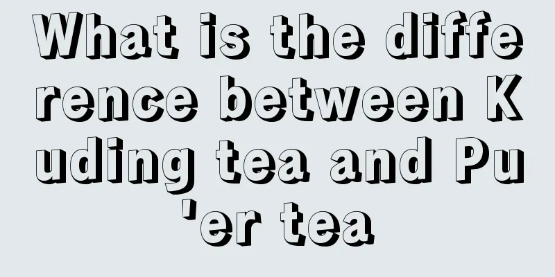 What is the difference between Kuding tea and Pu'er tea