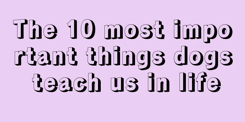 The 10 most important things dogs teach us in life