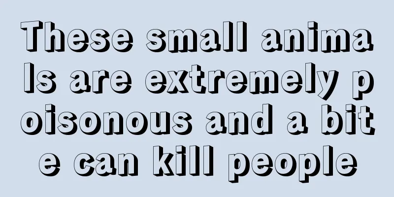 These small animals are extremely poisonous and a bite can kill people