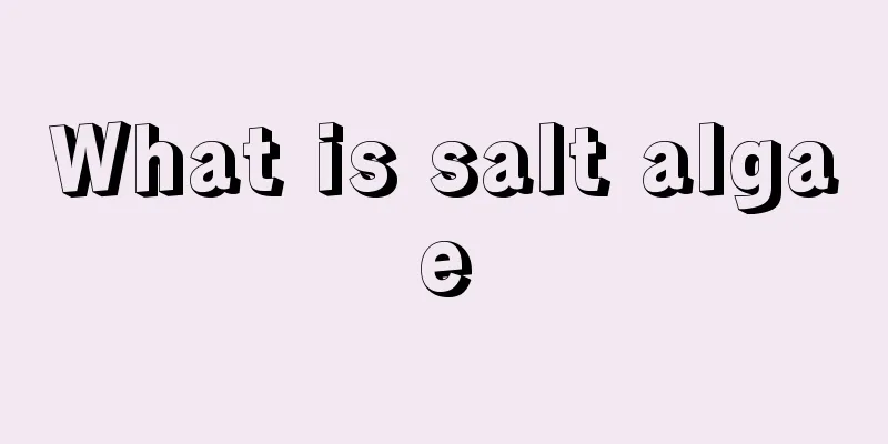 What is salt algae