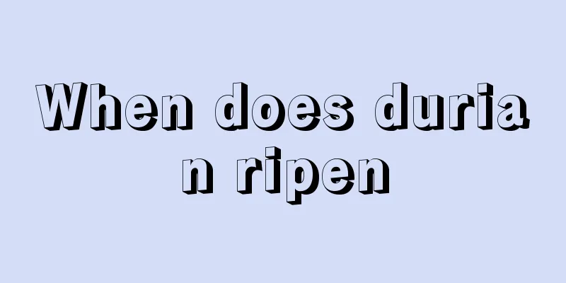 When does durian ripen