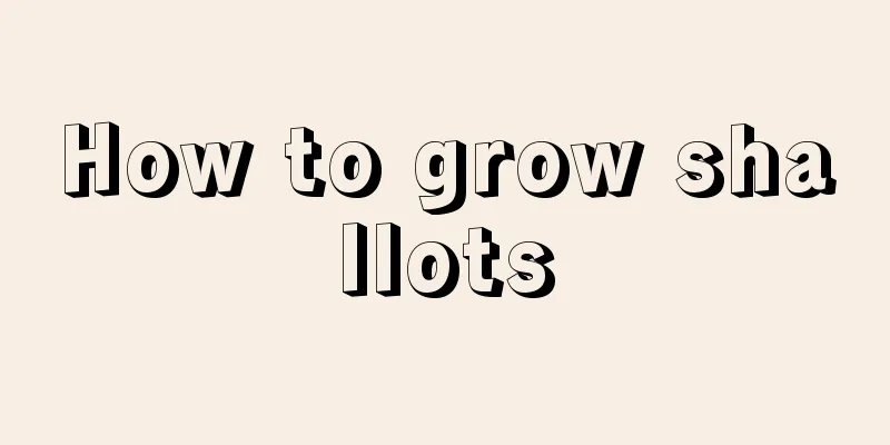 How to grow shallots