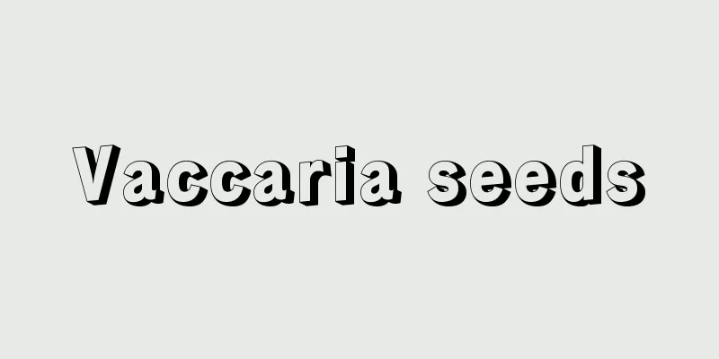 Vaccaria seeds