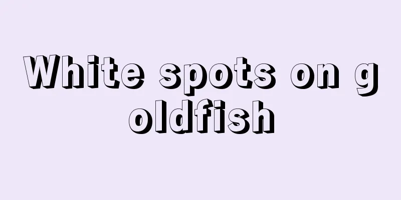 White spots on goldfish