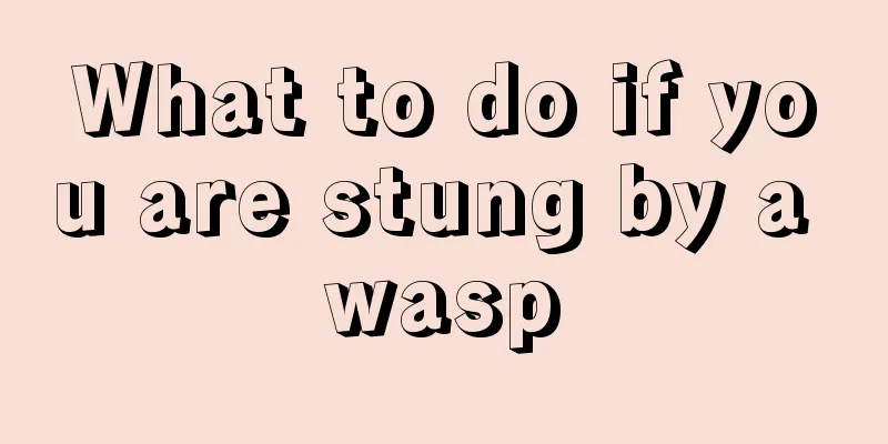 What to do if you are stung by a wasp