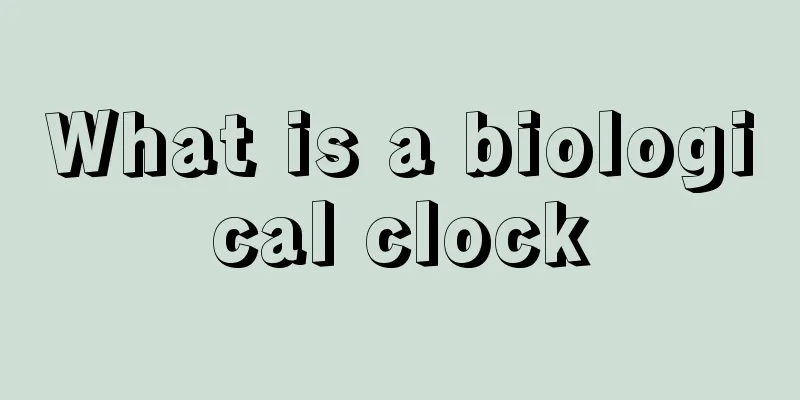 What is a biological clock