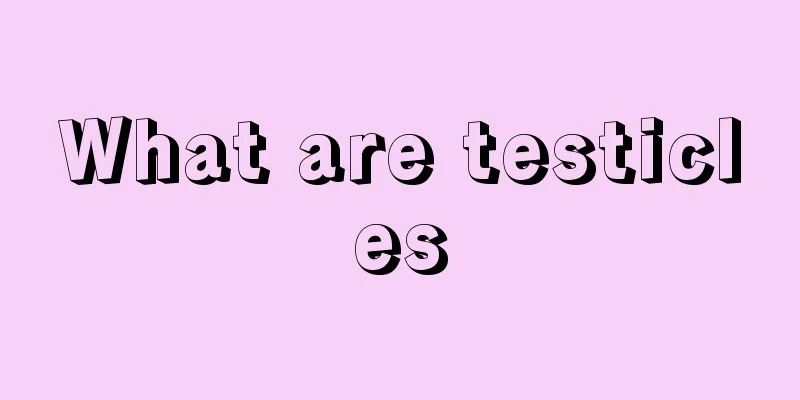 What are testicles