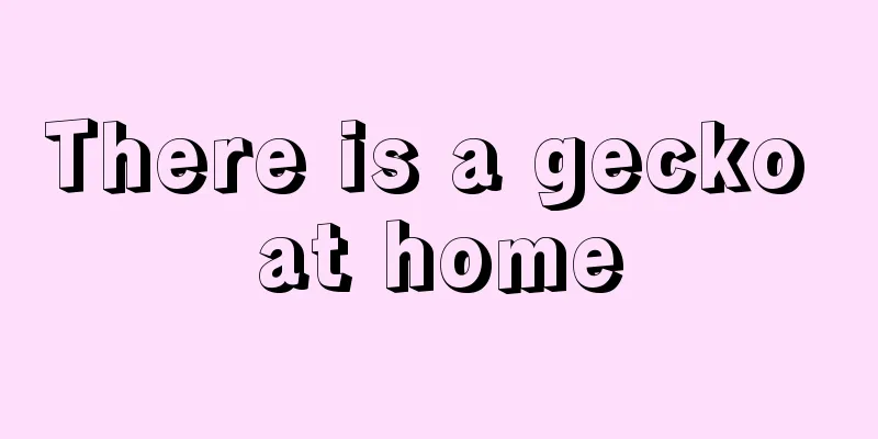 There is a gecko at home