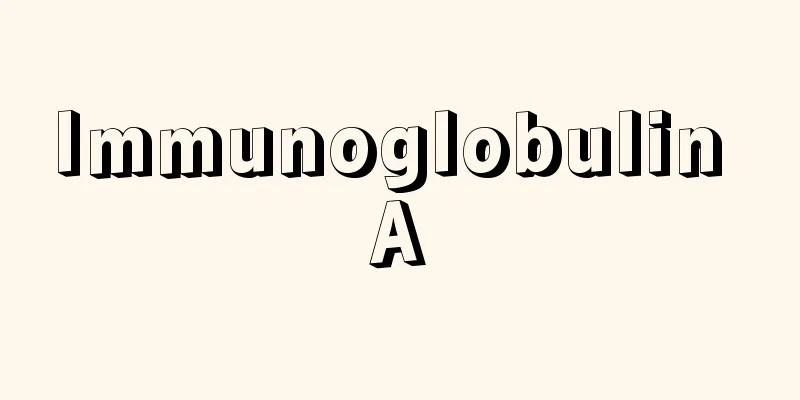 Immunoglobulin A