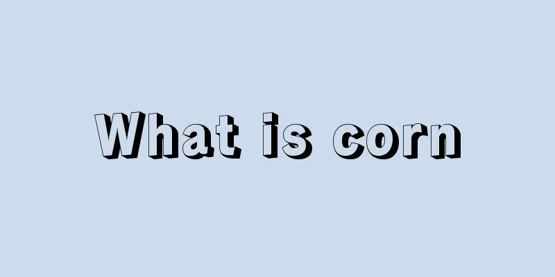 What is corn