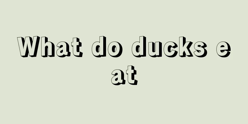 What do ducks eat