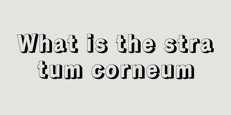What is the stratum corneum