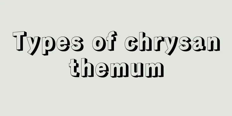 Types of chrysanthemum